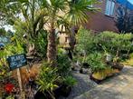 Flowerhut hobby kwekerij
 Welkom bij #flowershophut  !, Tuin en Terras, Planten | Tuinplanten, Ophalen of Verzenden, Zomer, Overige soorten