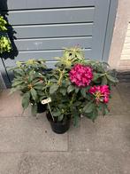 Rhododendrons, Tuin en Terras, Planten | Tuinplanten, Ophalen