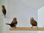 Zilverbekjes | Veel keuze tropische vogels, goed advies, Meerdere dieren