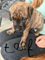 7 mooi puppy’s, Dieren en Toebehoren, Honden | Niet-rashonden, Parvo, 8 tot 15 weken, Groot, Meerdere