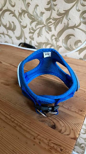 Tuigje pup / kleine hond beschikbaar voor biedingen