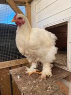 2 hanen, cochin groothoender wit, Dieren en Toebehoren, Mannelijk, Kip