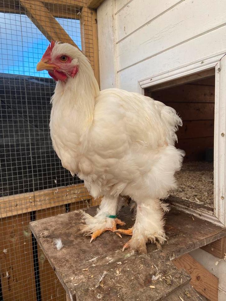 2 hanen, cochin groothoender wit, Dieren en Toebehoren, Pluimvee, Kip, Mannelijk