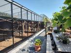 Broedkoppel Pyrrhura Hoffmani te koop, Dieren en Toebehoren, Vogels | Parkieten en Papegaaien, Meerdere dieren, Parkiet, Tam