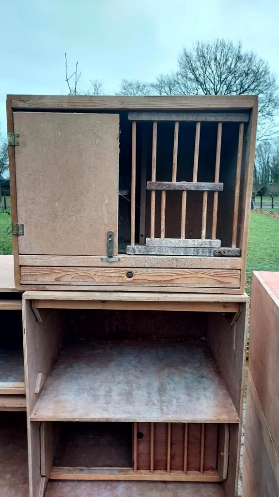 BROED KWEEK KOOIEN BAKKEN DUIVEN, Dieren en Toebehoren, Vogels | Duiven, Postduif, Meerdere dieren