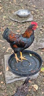 Barnevelder Krielhaan + 2 kippen, Dieren en Toebehoren, Pluimvee, Mannelijk, Kip