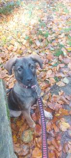 Mechelse herder pup, Dieren en Toebehoren, Honden | Herdershonden en Veedrijvers, Rabiës (hondsdolheid), 8 tot 15 weken, Teef