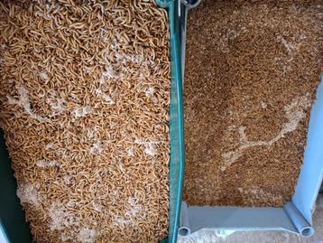 Diepvriesinsecten, levende meelwormen en buffalo beschikbaar voor biedingen