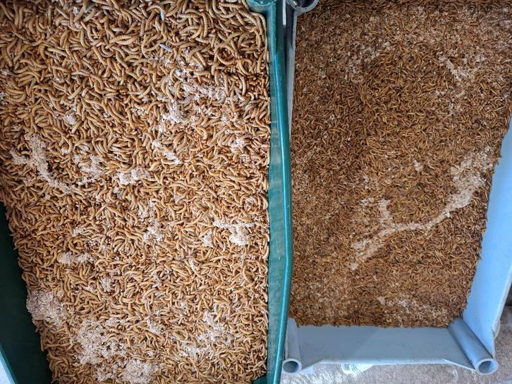 Diepvriesinsecten, levende meelwormen en buffalo, Dieren en Toebehoren, Vogels | Overige Vogels, Wildzangvogel, Geslacht onbekend