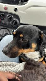 Lieve herplaatser reu, Dieren en Toebehoren, Honden | Niet-rashonden, Rabiës (hondsdolheid), 15 weken tot 1 jaar, Reu, Eén hond