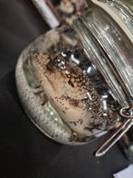 Te koop: slakkenskunk hagedis op sterk water, Verzamelen, Dierenverzamelingen, Ophalen of Verzenden, Nieuw, Reptiel of Amfibie