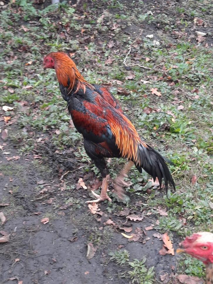 Shamos, Dieren en Toebehoren, Pluimvee, Kip, Meerdere dieren