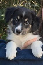 puppy's bordercollie kruising, Dieren en Toebehoren, Honden | Niet-rashonden, Reu, 8 tot 15 weken, CDV (hondenziekte), Meerdere