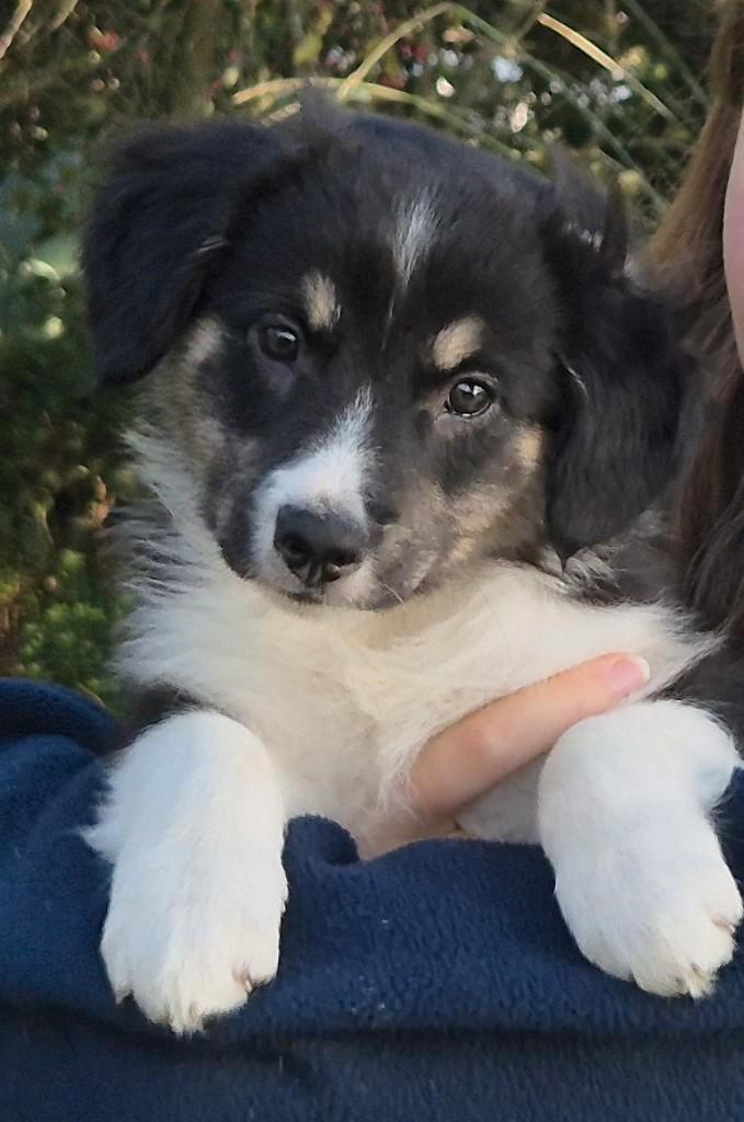 puppy's bordercollie kruising, Dieren en Toebehoren, Honden | Niet-rashonden, Middel, Reu, Particulier, Meerdere, Nederland, 8 tot 15 weken