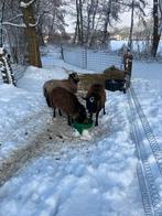 3 jonge ooien te koop, Dieren en Toebehoren, Vrouwelijk, Schaap
