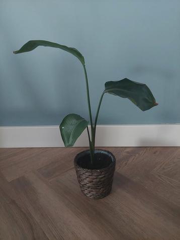 Strelitzia nicolai klein beschikbaar voor biedingen