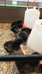 Tekoop kuikens Noord Hollandse Blauwe, Meerdere dieren, Kip
