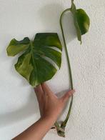 Monstera variegata mint large form, Overige soorten, Minder dan 100 cm, Ophalen of Verzenden, Halfschaduw