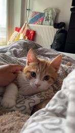 2 lieve katers te koop, Dieren en Toebehoren, Katten en Kittens | Overige Katten, Kater