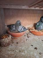 Jonge  duiven, Meerdere dieren