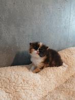 pers×ragdoll, Dieren en Toebehoren, Katten en Kittens | Raskatten | Langhaar, Poes