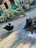 1 zwart hollandse kwaker woerdje, Dieren en Toebehoren, Pluimvee, Mannelijk, Eend