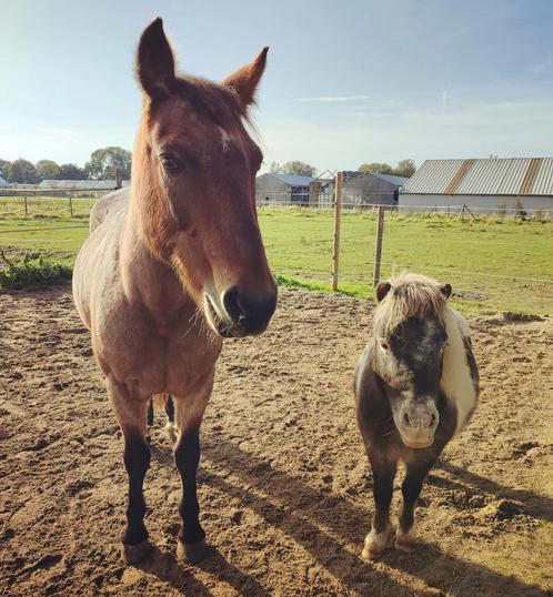 Bijrijdster verzorgster gezocht, Dieren en Toebehoren, Paarden en Pony's | Verzorgingsproducten, Nieuw, Ophalen