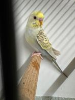 Pale fallow grasparkietje ongever 3 maand oud, denk een pop, Dieren en Toebehoren, Vogels | Parkieten en Papegaaien, Vrouwelijk