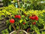 Caroline Reaper peper, Tuin en Terras, Planten | Tuinplanten, Ophalen, Volle zon, Groenteplanten, Eenjarig