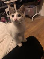 Kittens te koop, Dieren en Toebehoren