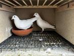 Postduiv, Meerdere dieren, Overige soorten