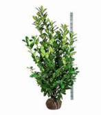 Prunus laur. Rotundifolia (laurier voor haag) in div. maten, Tuin en Terras, Planten | Tuinplanten, Ophalen, Zomer, Overige soorten