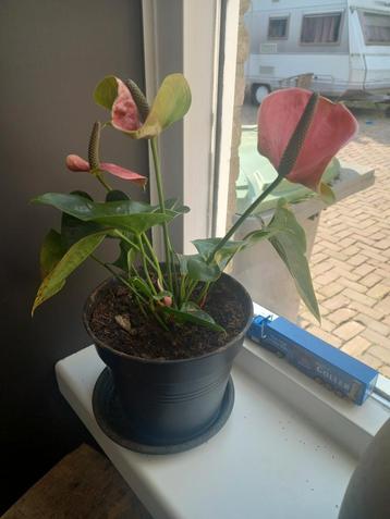 roze anthurium  beschikbaar voor biedingen
