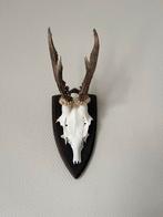 6 Sfeervolle Echte Geweitjes, Ophalen of Verzenden, Gebruikt, Hert, Gewei of Kop