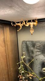 Flappentakken, 0 tot 2 jaar