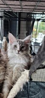 Maincoon kitten nog één beschikbaar, Dieren en Toebehoren, Poes, Gechipt