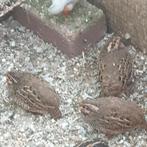 3 Jungel buchs haantje, Dieren en Toebehoren, Vogels | Overige Vogels, Mannelijk