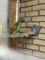 Roseborstbaardparkiet, Dieren en Toebehoren, Vogels | Parkieten en Papegaaien, Parkiet, Vrouwelijk, Geringd