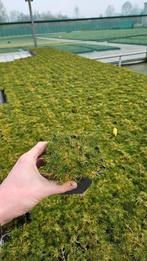 Sagina Subulata - Priemvetmuur - gras - goedkoop, Bodembedekkers, Volle zon, Vaste plant, Ophalen of Verzenden
