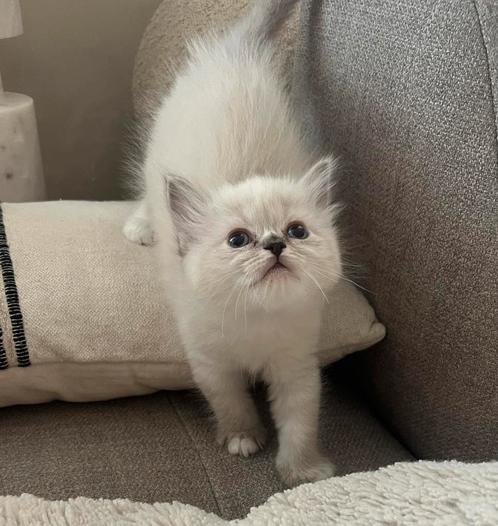 Ragdoll kitten (prachtige Blue Tabby Mitted poesje,6 weken, Dieren en Toebehoren, Katten en Kittens | Raskatten | Langhaar, Meerdere dieren