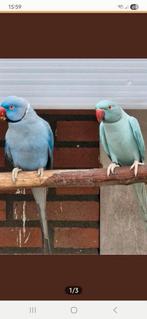 Kweekstel halsband parkieten  22 -  23, Dieren en Toebehoren, Vogels | Parkieten en Papegaaien, Meerdere dieren, Parkiet, Geringd