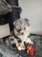 Merle Pomeriaan pomchi pups, Dieren en Toebehoren, Honden | Poolhonden, Keeshonden en Oertypen, 8 tot 15 weken, Teef, Meerdere