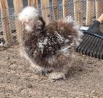 Verschillende zijdehoenders uit mijn mottled toom, Dieren en Toebehoren, Meerdere dieren, Kip