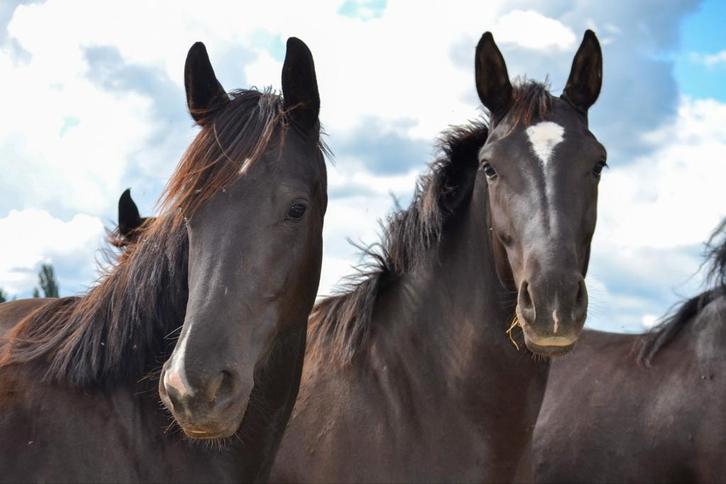 Paardenrusthuis in Duitsland, Dieren en Toebehoren, Stalling en Weidegang
