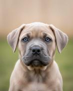 Nog 2 Prachtige cane corso pups met raad van beheer stamboom, Dieren en Toebehoren, Rabiës (hondsdolheid), Overige rassen, 8 tot 15 weken