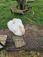 Te koop gevraagd knobbelzwaan vrouw., Dieren en Toebehoren, Pluimvee, Vrouwelijk, Gans of Zwaan