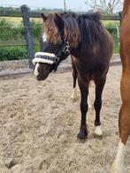 Pony hengstjaarling juni '24, Dieren en Toebehoren, Pony's, Gechipt, 0 tot 2 jaar, Hengst, C pony (1.27m tot 1.37m)