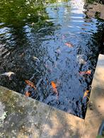 Koikarpers en andere vissen, Dieren en Toebehoren, Vissen | Vijvervissen