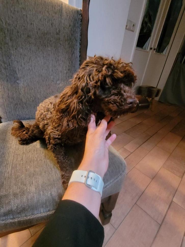 Toypoedel dekreu aangeboden, Dieren en Toebehoren, Honden | Chihuahua's en Gezelschapshonden, Reu, Poedel, Particulier, Eén hond