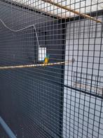 Turkusine parkieten, Meerdere dieren, Parkiet, Geringd